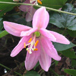Plants de plantes grimpantes