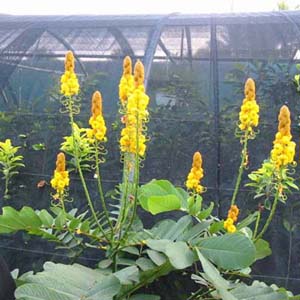 Senna alata / Quatre épingles - lot de 15 graines