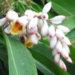 Alpinia zerumbet / Gingembre d'Ornement - Jeune plant