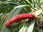 Anthurium bakeri - jeune plant - RARE