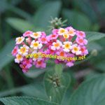 Lantana camara / Galabert - lot de 10 graines