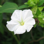 Mirabilis jalapa / Belle de Nuit - Blanche - lot de 10 graines