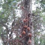 Couroupita guianensis / Boulet de canon - lot de 5 graines - RARE