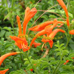 Tecomaria capensis / Jasmin du Cap - lot de 10 graines
