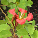 Bauhinia galpinii / Arbre Orchidée - Jeune plant
