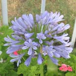 Agapanthus africanus / Agapanthe bleue - lot de 10 graines