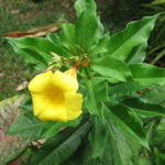 Allamanda schottii / Trompette d'Or - lot de 3 graines - RARE