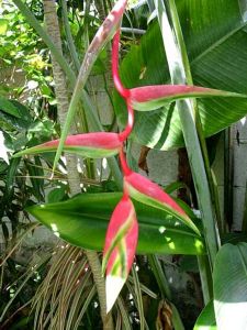Heliconia chartacea - Rhizome