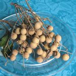 Dimocarpus longan / Longani - lot de 10 graines