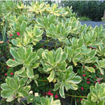 Scaevola sericea / Demi-Fleur - lot de 10 graines