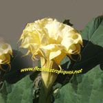Datura Jaune à fleur double - lot de 10 graines