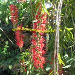 Callistemon Speciosus / Rince bouteille - lot de 30 graines