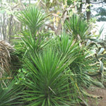 Yucca elephantipes / Pied d'Elephant - lot de 10 graines