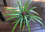 Ananas d'ornement - plant - RARE