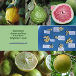 Graines de Citrus / Citronnier - Assortiment de 25 graines