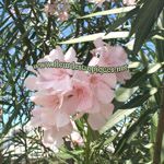 Nerium oleander / Laurier Rose - Blanc rosé - lot de 10 graines