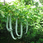 Trichosanthes cucumerina / Courge Serpent / Patole - lot de 3 graines