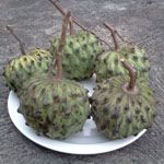 Annona cherimola / Cherimoya - Jeune plant
