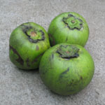 Diospyros digyna / Black Sapote - Batch of 5 seeds