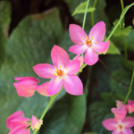Antigonon leptotus / Liane de Corail - Jeune plant