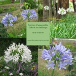 Agapanthus africanus / Agapanthe - lot de 20 graines