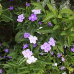Brunfelsia pauciflora / Franciscea - Jeune plant