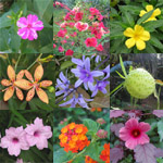 Graines de Plantes tropicales faciles - Assortiment de 100 graines