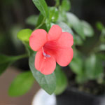 Barleria repens - Jeune plant