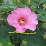 Hibiscus mutabilis / Rose Merveilleuse - Jeune plant