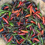 Capsicum / Piment Noir - lot de 20 graines