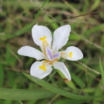 Dietes vegeta / Iris Africain - Jeune plant