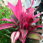 Cordyline terminalis - lot de 10 graines