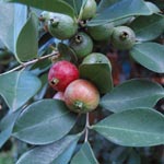 Psidium cattleyanum / Goyavier de Chine - Jeune plant