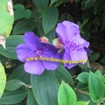 Tibouchina semidecandra - Jeune plant