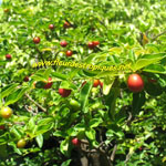 Triphasia trifoliata / Orangine - Jeune Plant