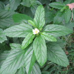 Turnera diffusa / Damiana - Batch of 20 seeds