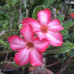 Graines de Plantes Tropicales - Ile de la Reunion - Fleur-des-Tropiques