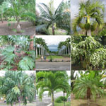 Palm Trees seeds / Assortment of 100 seeds