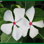 Catharanthus Roseus / White Madagascar Periwinkle - Batch of 20 seeds
