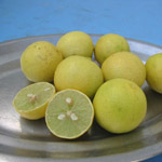 Citrus aurantifolia / Citron Galet / Lime - lot de 10 graines