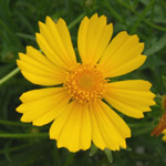 Cosmos sulphureus - lot de 20 graines