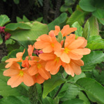 Crossandra infundibuliformis - lot de 6 graines