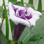 Datura ballerina - jeune plant