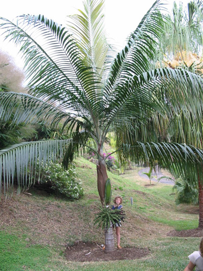 Dictyosperma album / Palmier / Palmiste Blanc - lot de 15 graines