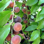 Dovyalis hebecarpa / Groseillier de Ceylan - Jeune Plant