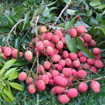 Litchi chinensis / Letchi - lot de 10 graines