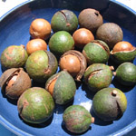 Macadamia - Lot de 5 graines