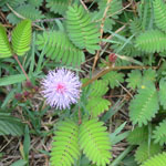 Mimosa pudica / Sensitive - lot de 15 graines