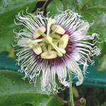 Passiflora edulis / Passiflore / Fruit de la Passion - lot de 100 graines