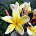 PLANTS & BOUTURES